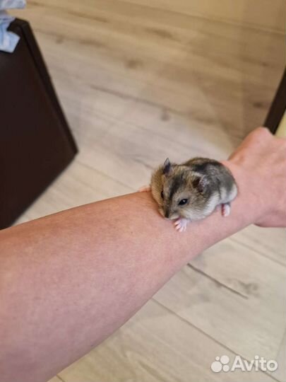Джунгарский хомяк
