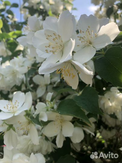 Саженцы жасмина ароматного