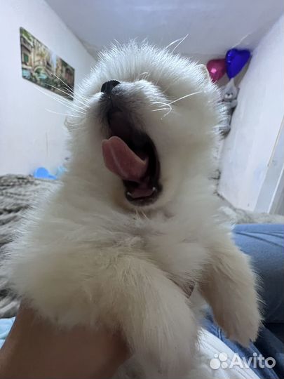 Померанский шпиц