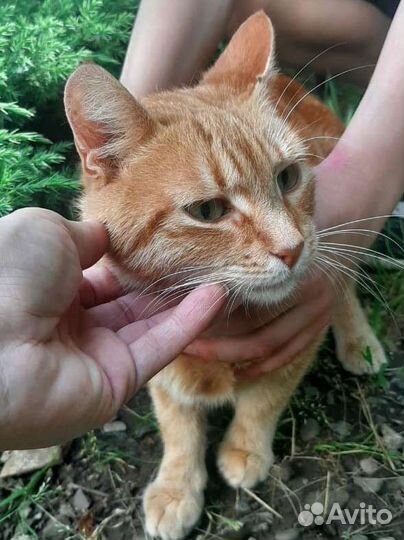 Солнечная кошка ищет дом