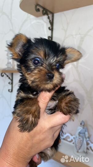 Йоркширский терьер