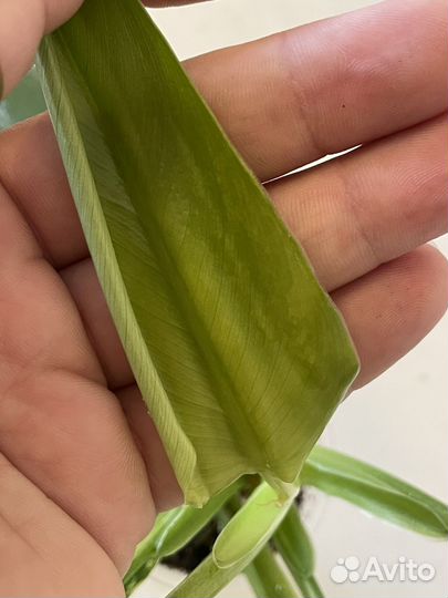 Комнатные растения #1