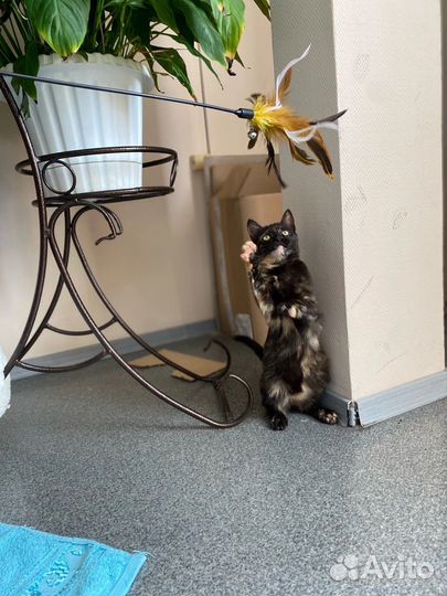 Кошка в дар