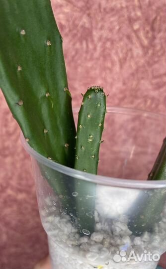 Opuntia bergeriana (Опунция)