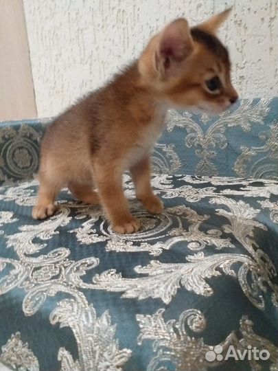 Абиссинский кот вязка