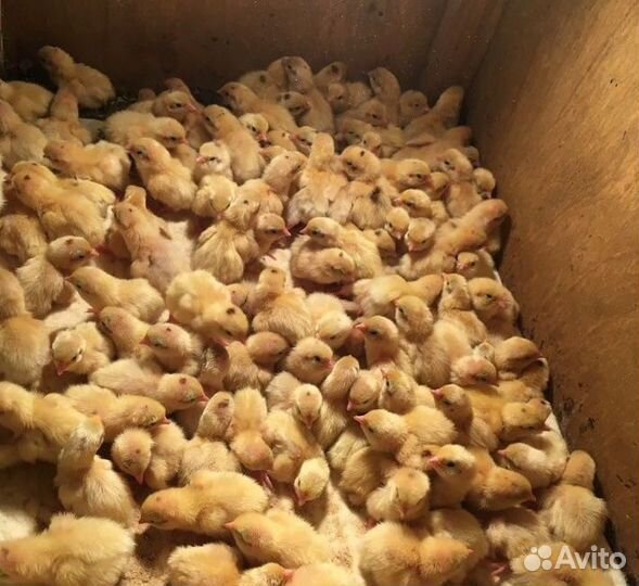 Перепела суточные