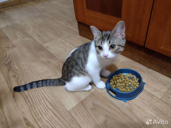 Котенок (девочка)