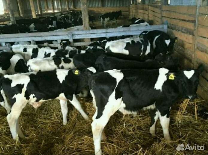 Бычки и тёлочки