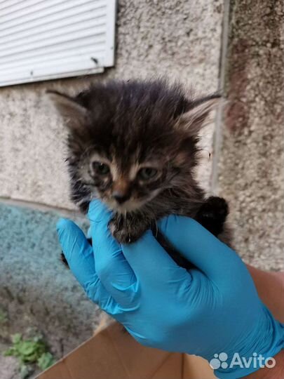 Беспородные котята