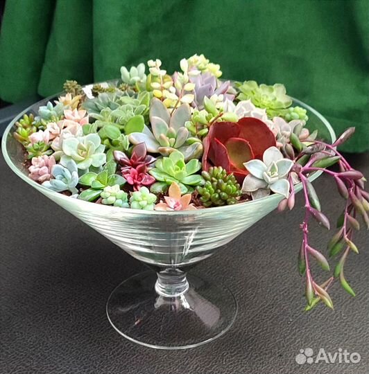 Флорариум Суккуленты