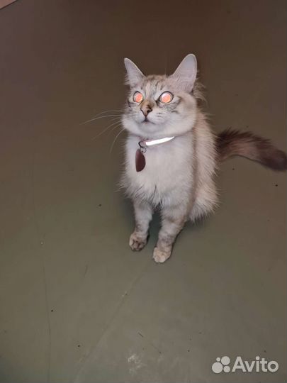 Шотландские вислоухие котята рыжие