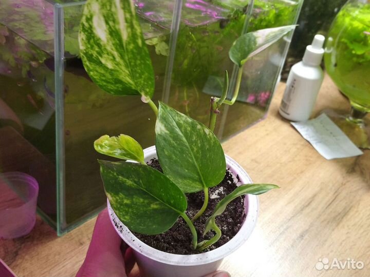 Сциндапсус золотистый