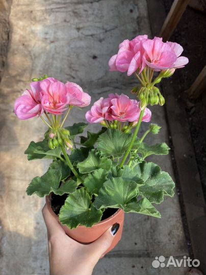 Пеларгония герань