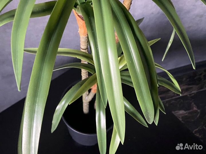 Искусственная драцена 100см