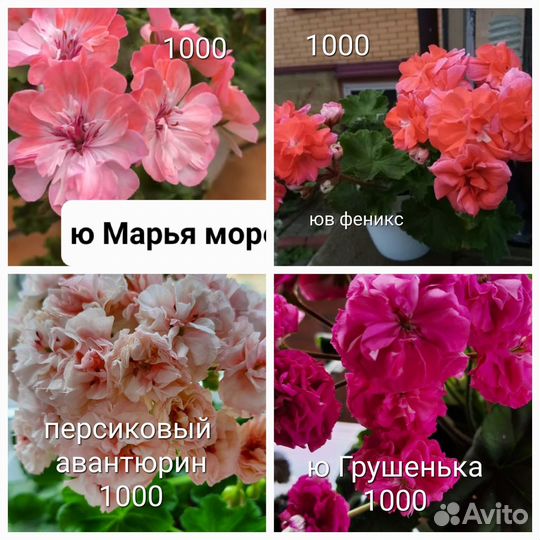 Пеларгонии сортовые