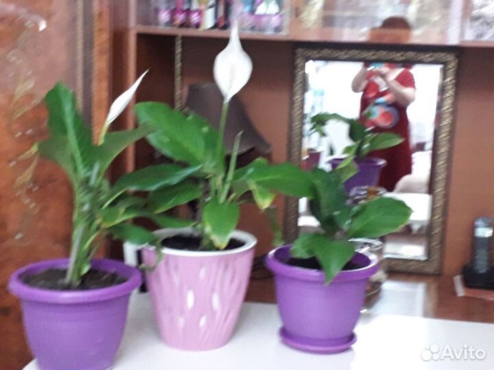 Женское счастье