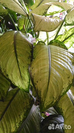 Диффенбахия Рудольф Роерс