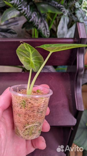 Алоказия регал шилдс вариегатная