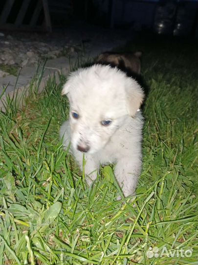 Милые щеночки,маленькие(месяц)