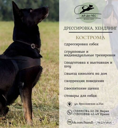 Дрессировка собак