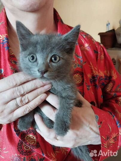 Кошка в дар бесплатно