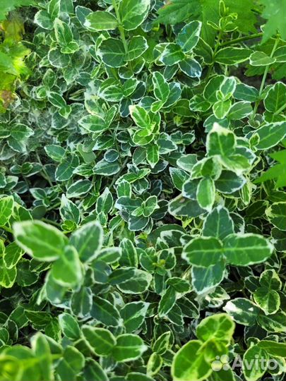 Садовые многолетники