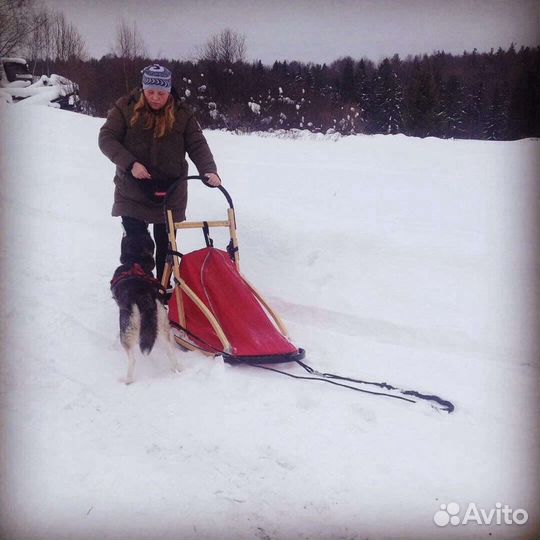 Кинолог с выездом на дом