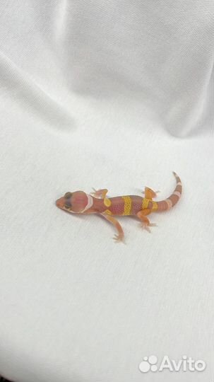 Эублефар малыши