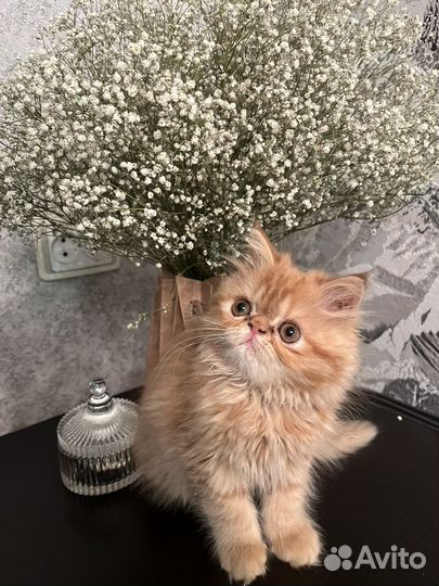 Персидский котенок