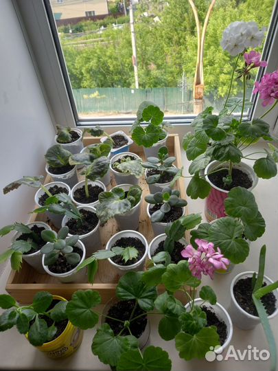 Продаю, цветочки