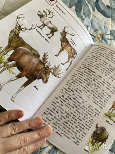 Атлас определитель А.А. Плешаков