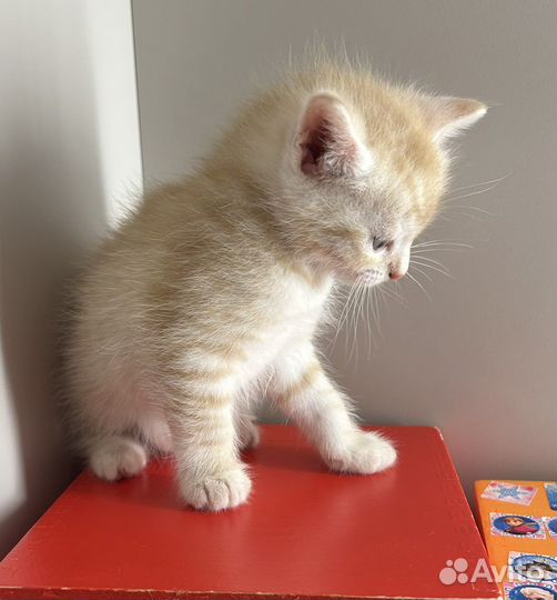 Отдам котят бесплатно, в добрые руки