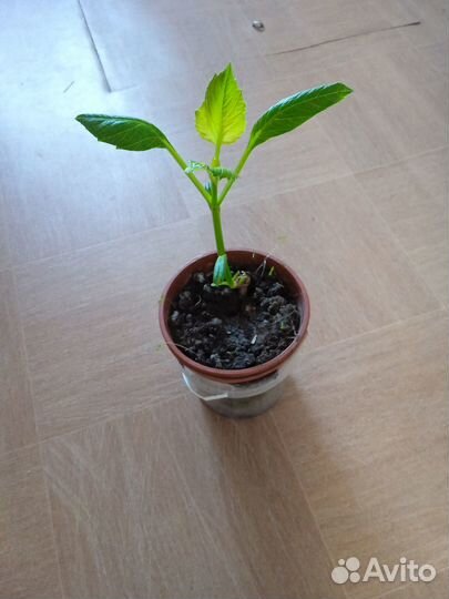 Георгин рассада