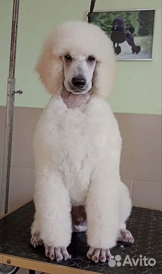 Королевский пудель