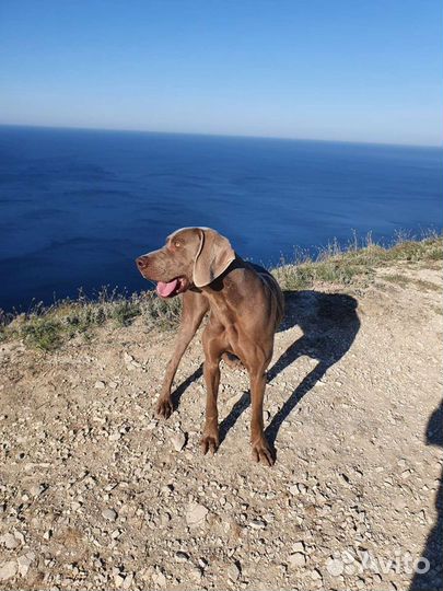 Веймаранер вязка