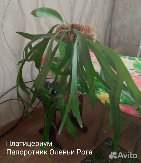 Фикусы, папоротники