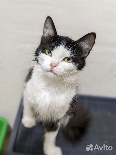 Кошка красивая стерилизованная в добрые руки