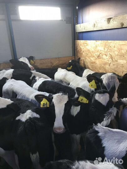 Телята бычки для откорма