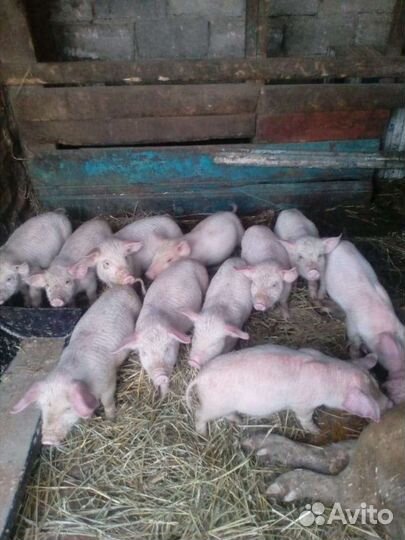 Поросята