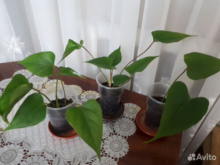 Антуриумы красные