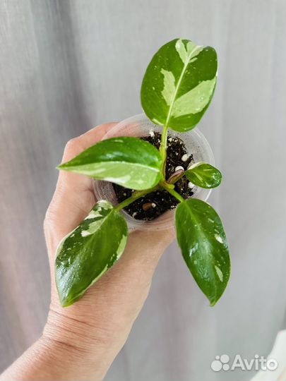 Филодендроны вариегатные