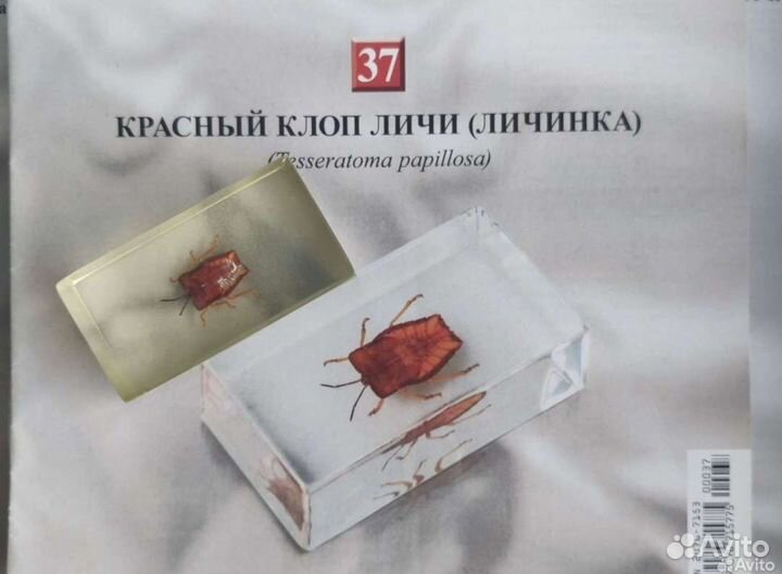 Насекомые и их знакомые