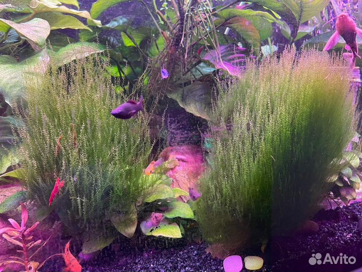 Мох в аквариум