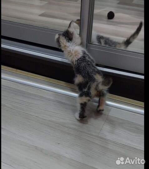 Соня ищет дом