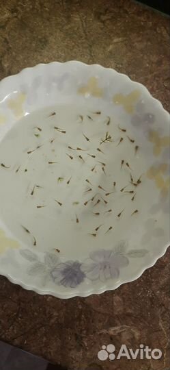 Мальки рыбок гуппи