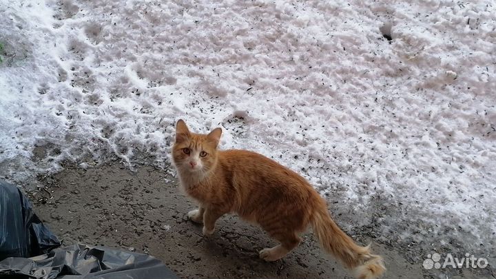 Отдам котика 8 месяцев
