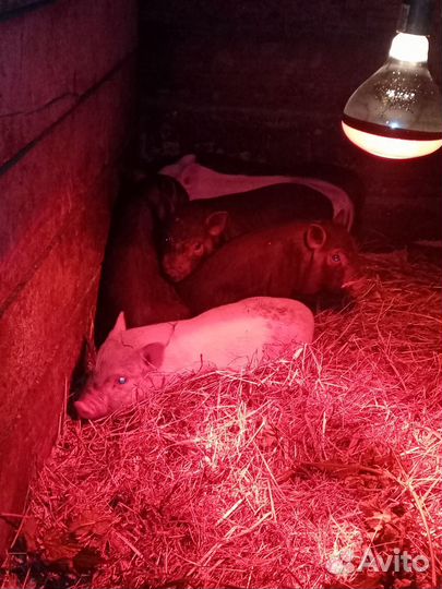 Вьетнамские поросята