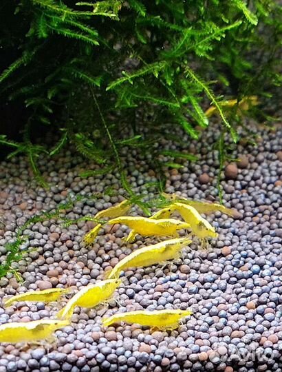 Креветки жёлтый неон, блю дрим