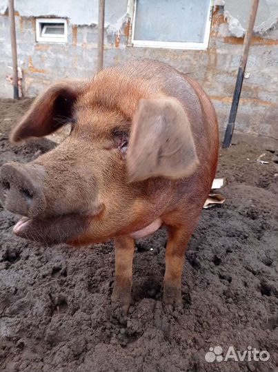 Мясо свинина домашняя