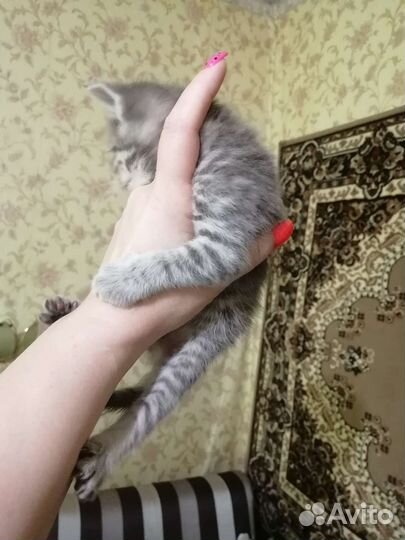 Котята в дар
